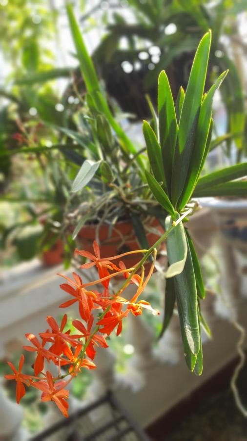 De Studio Homestay Hanoi Zewnętrze zdjęcie